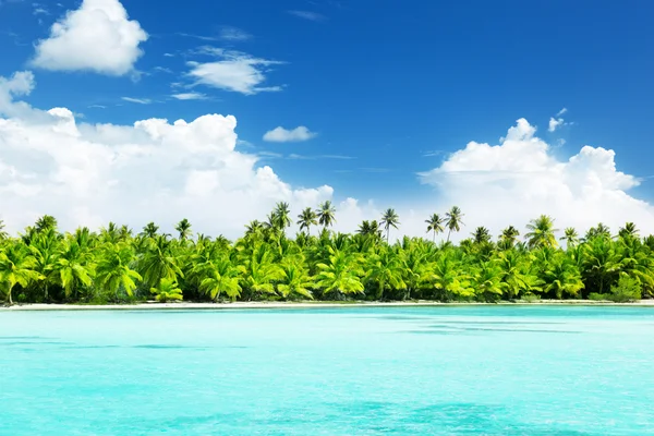 Palmen en zee — Stockfoto