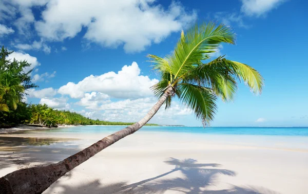 Palmy a moře — Stock fotografie