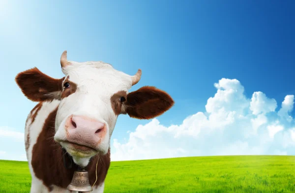 Cow and field of fresh grass — Stock Photo, Image