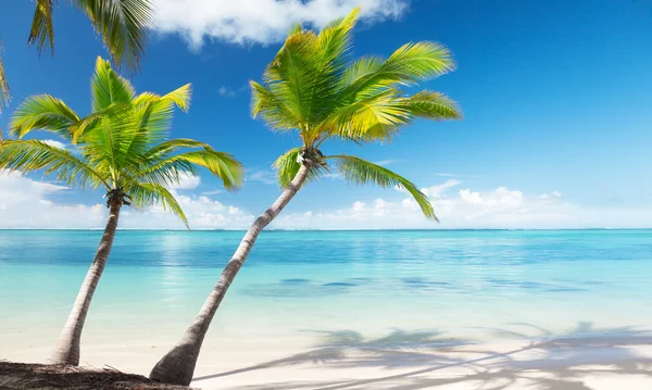 Las palmas y el mar — Stok fotoğraf