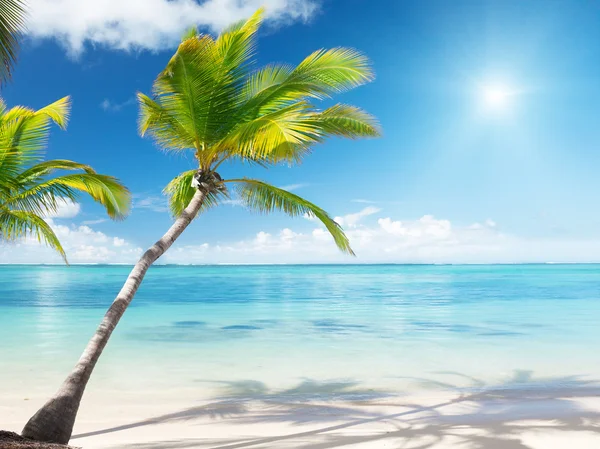 Palmen en zee — Stockfoto