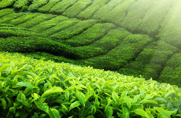 Çay plantasyon cameron highlands, Malezya — Stok fotoğraf