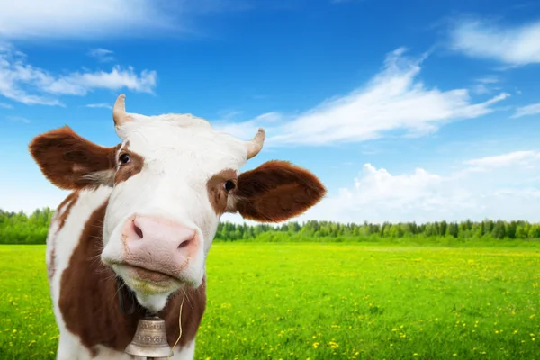 Cow and field of fresh grass — Stock Photo, Image