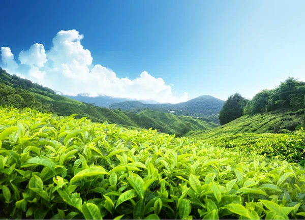 Teeplantage cameron highlands, malaysien lizenzfreie Stockfotos