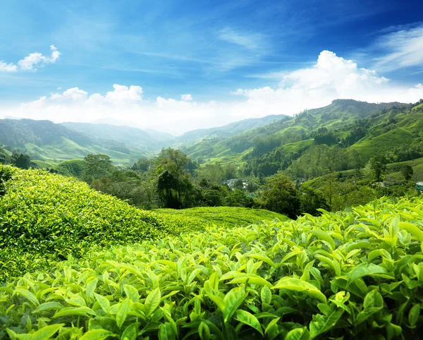 Teeplantage cameron highlands, malaysien lizenzfreie Stockbilder