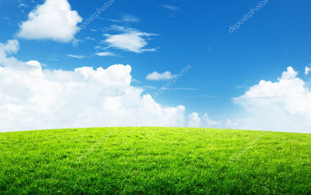 Green field and sunny day