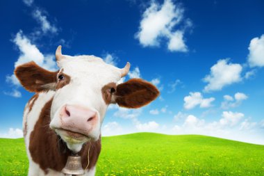 Cow and field of fresh grass clipart