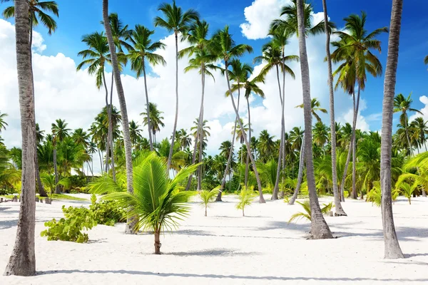 Cocos palmeira na praia — Fotografia de Stock
