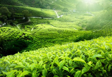 Tea plantation Cameron highlands, Malaysia clipart