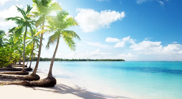 Palms and sea — Stock Photo, Image