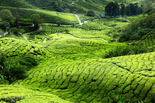 Thee plantage cameron highlands, Maleisië — Stockfoto
