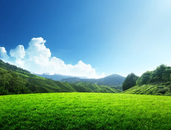 Campo de grama de primavera e montanha — Fotografia de Stock