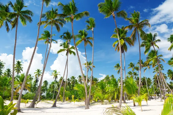 Cocos palmeira na praia — Fotografia de Stock