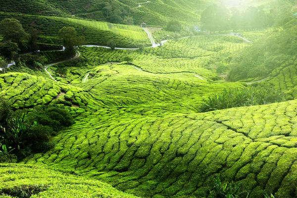 Teplantage cameron highlands, malaysia — Stockfoto