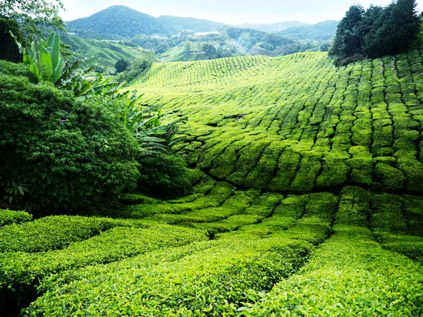 Piantagione di tè altopiani Cameron, Malesia — Foto Stock