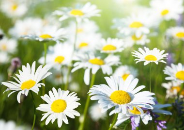 Field of daisy flowers clipart