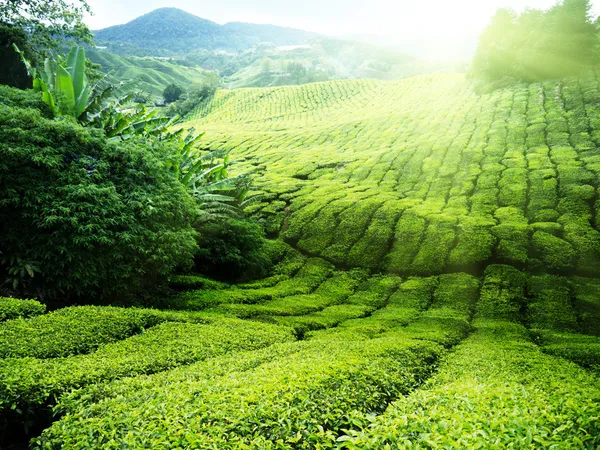 茶园金马伦高原，马来西亚 — 图库照片