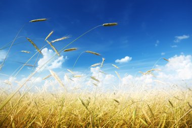 Field of rye and sunny day clipart