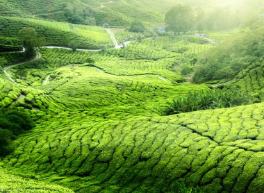 çay plantasyon cameron highlands, Malezya