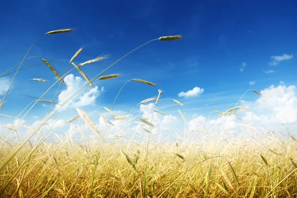 ライ麦と晴れた日のフィールド — ストック写真