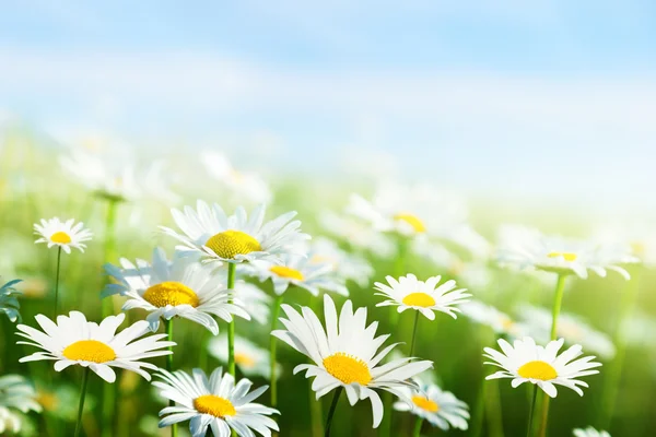 Field of daisy flowers — Stock Photo, Image