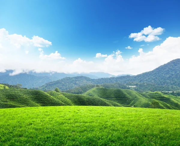 Поле весняної трави і гори — стокове фото