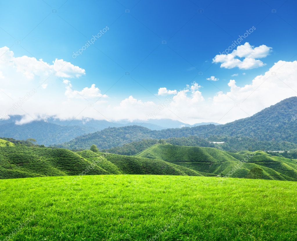 Field of spring grass and mountain