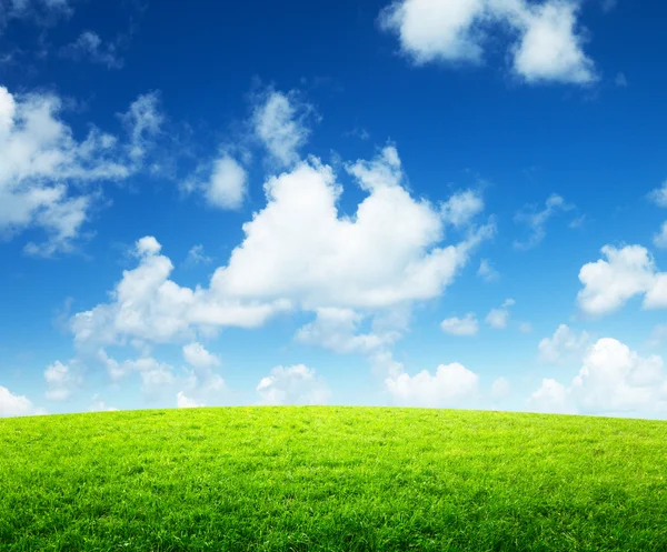 Зеленое поле и солнечный день — стоковое фото