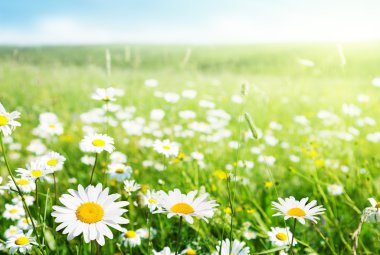 Field of daisy flowers clipart