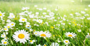 Field of daisy flowers clipart