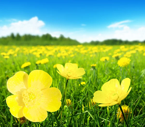 Campo de flores de primavera —  Fotos de Stock