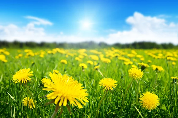 Field of spring flowers — Stock Photo, Image