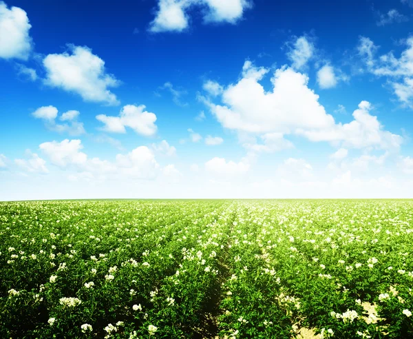 stock image Potatos field