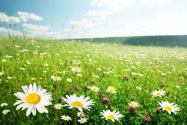 Feld der wilden Blumen — Stockfoto