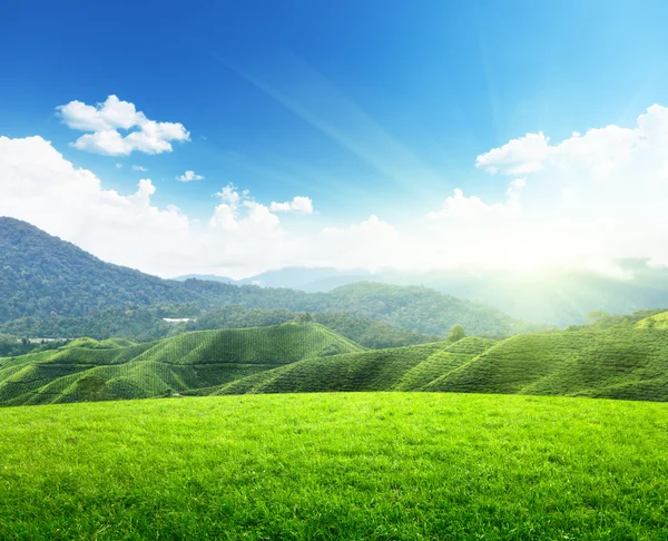 Field of spring grass and mountain — Stock Photo, Image