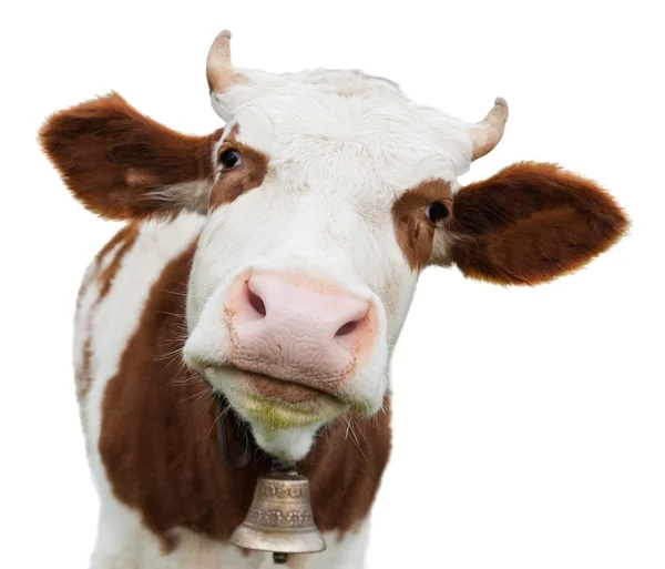 Молодая корова изолирована на белом Лицензионные Стоковые Изображения