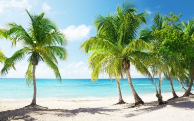 Caribbean sea and coconut palms clipart