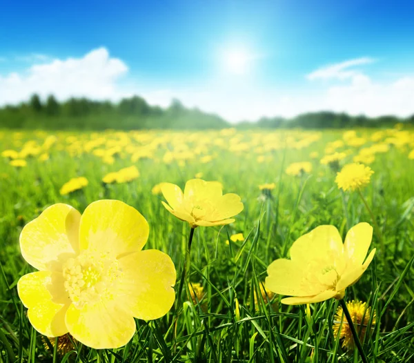 Veld van voorjaarsbloemen — Stockfoto