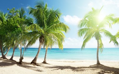 Caribbean sea and coconut palms clipart