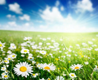 Field of daisy flowers clipart