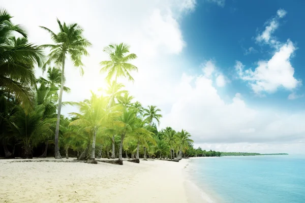 カリブ海の海とヤシの木 — ストック写真