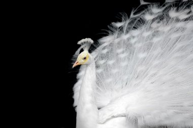 White peacock clipart