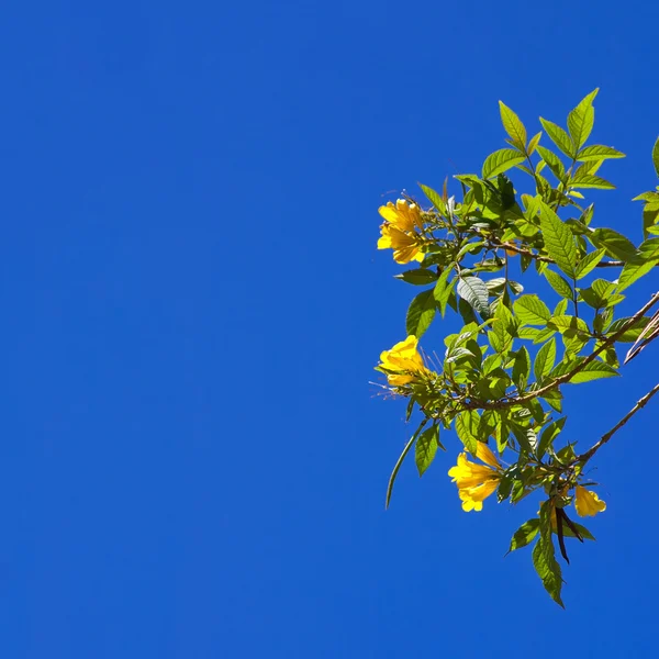 Rama con flores amarillas — Foto de Stock