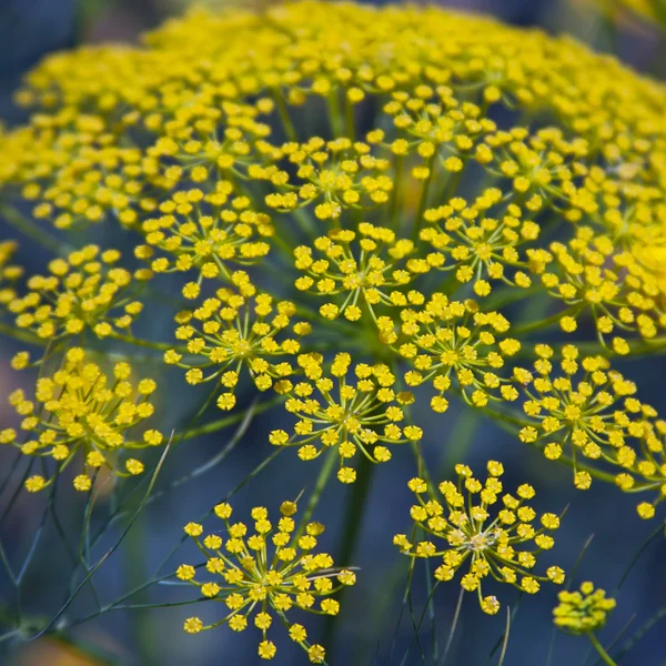 Närbild på gul blomma. — Stockfoto