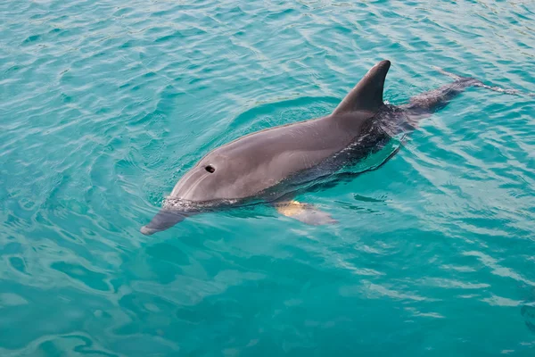 stock image Dolphin