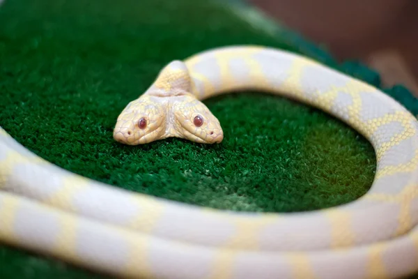 stock image Snake with two heads