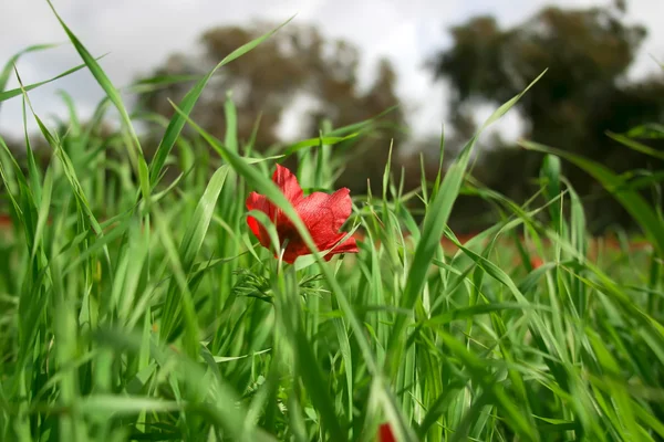The one poppy between grass — Stock Photo, Image