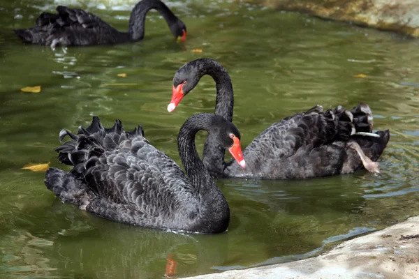 Дві чорні лебеді — стокове фото