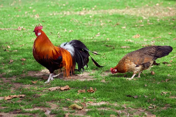 Galo com galinha — Fotografia de Stock