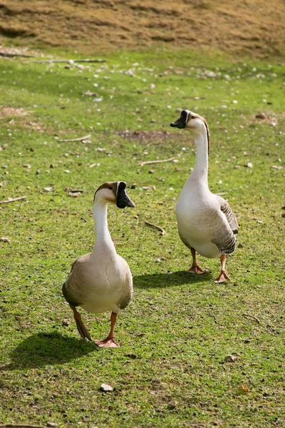 Geese — Stock Photo, Image